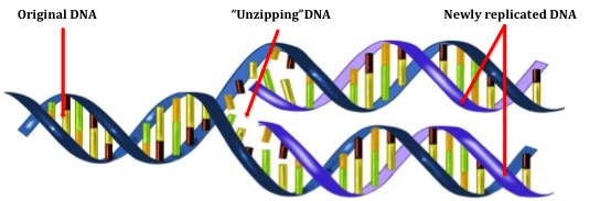 Exploring DNA Replication - ETHS Preview CT-STEM
